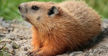 Difference Between Gopher and Groundhog