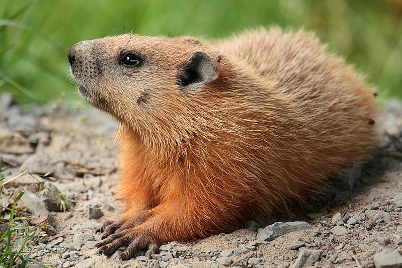 Difference Between Gopher and Groundhog