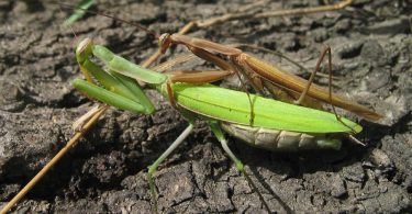 Difference Between Male and Female Praying Mantis