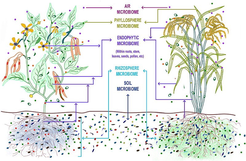What is the Difference Between Microbiome and Microbiota