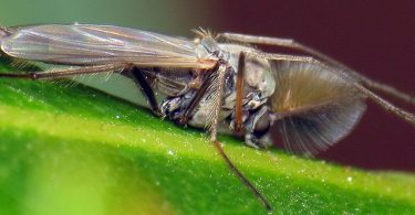 Difference Between Midges and Mosquitoes