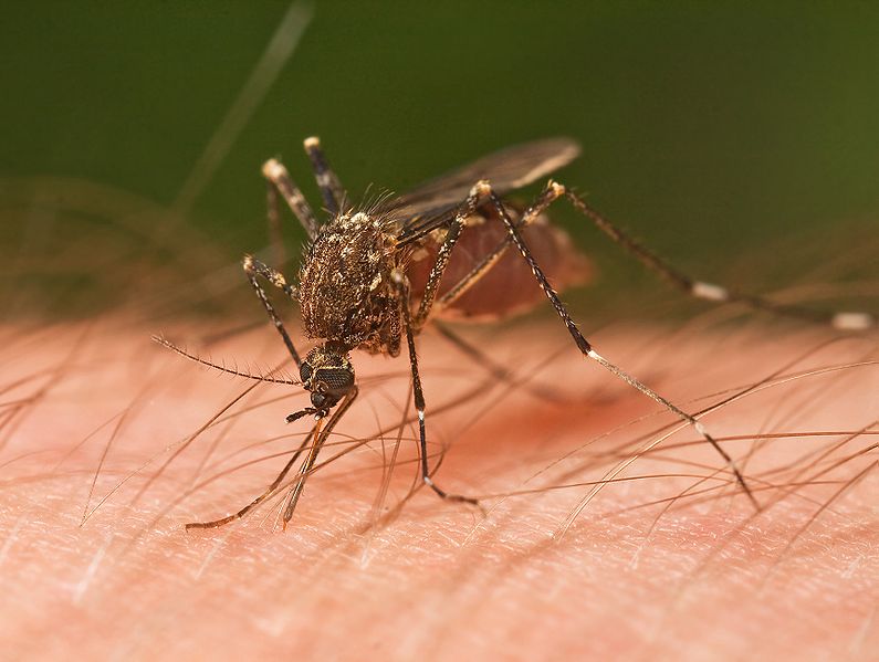 Midges vs Mosquitoes