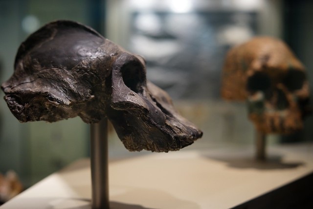 Paranthropus vs Australopithecus