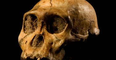Difference Between Paranthropus and Australopithecus