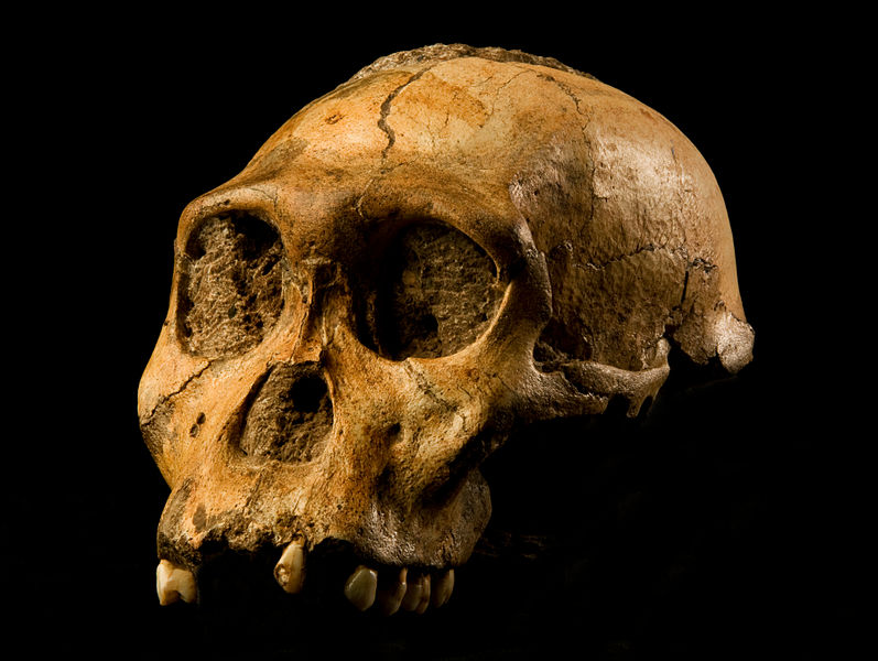 Difference Between Paranthropus and Australopithecus
