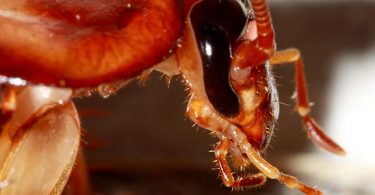 What is the Difference Between Roaches and Cockroaches