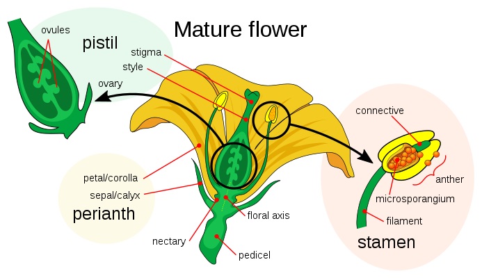 What Is The Difference Between Sepals And Petals Figure1 