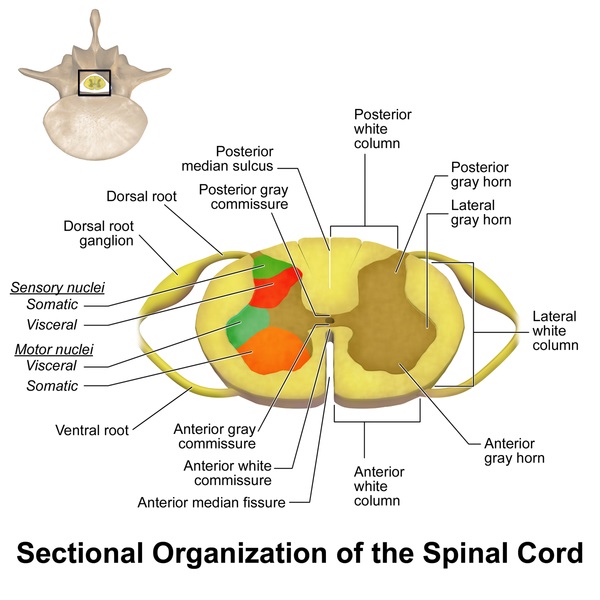 what-is-the-difference-between-spinal-cord-and-vertebrae-pediaa-com