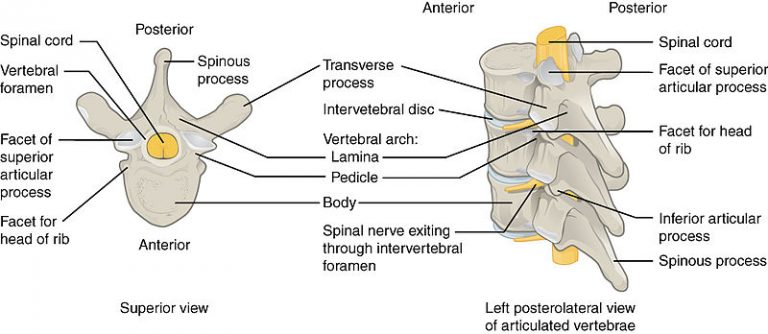 What Is The Difference Between Spinal Cord And Vertebrae Pediaacom 9254