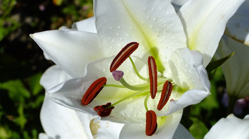 what-is-the-difference-between-stamen-and-carpel-pediaa-com