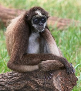 What is the Difference Between Strepsirrhini and Haplorhini - Pediaa.Com