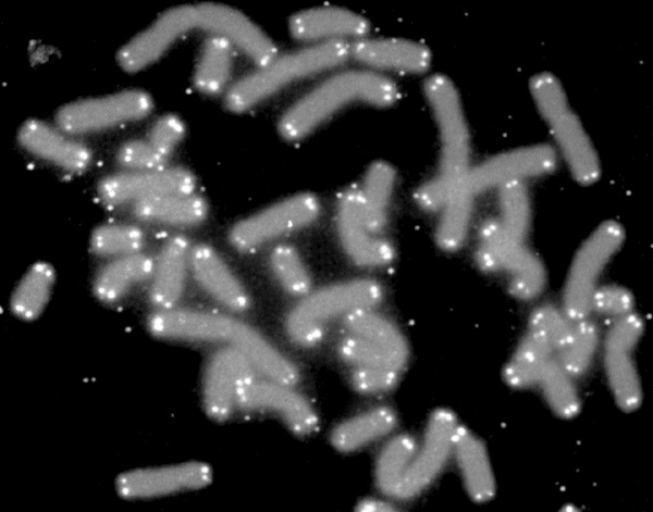 Telomere vs Telomerase