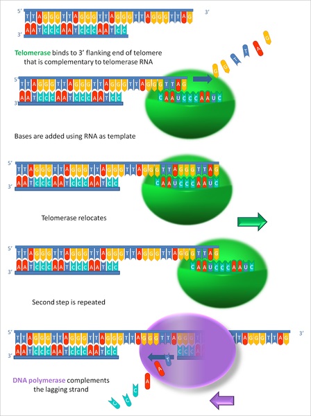 Difference Between Telomere and Telomerase