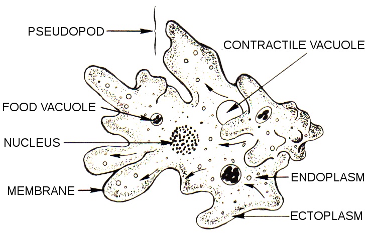 What is the Difference Between Endoplasm and Ectoplasm - Pediaa.Com