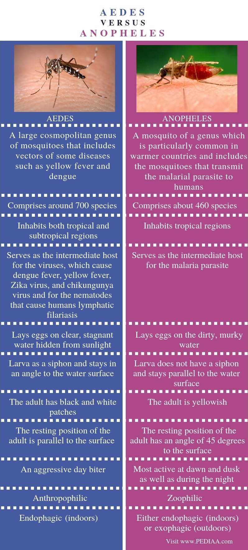 Difference Between Aedes and Anopheles Mosquito - Comparison Summary
