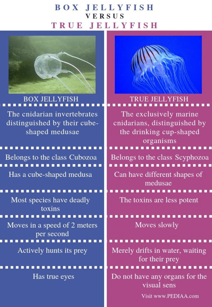 What is the Difference Between Box Jellyfish and True Jellyfish