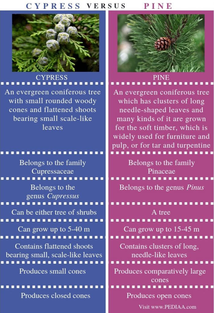 What is the Difference Between Cypress and Pine