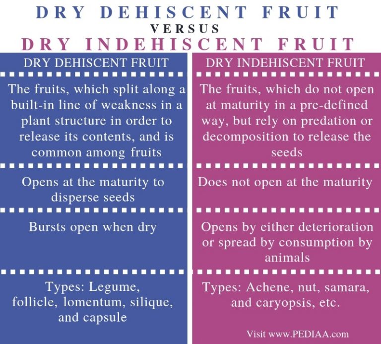 What is the Difference Between Dry Dehiscent and Dry Indehiscent Fruit