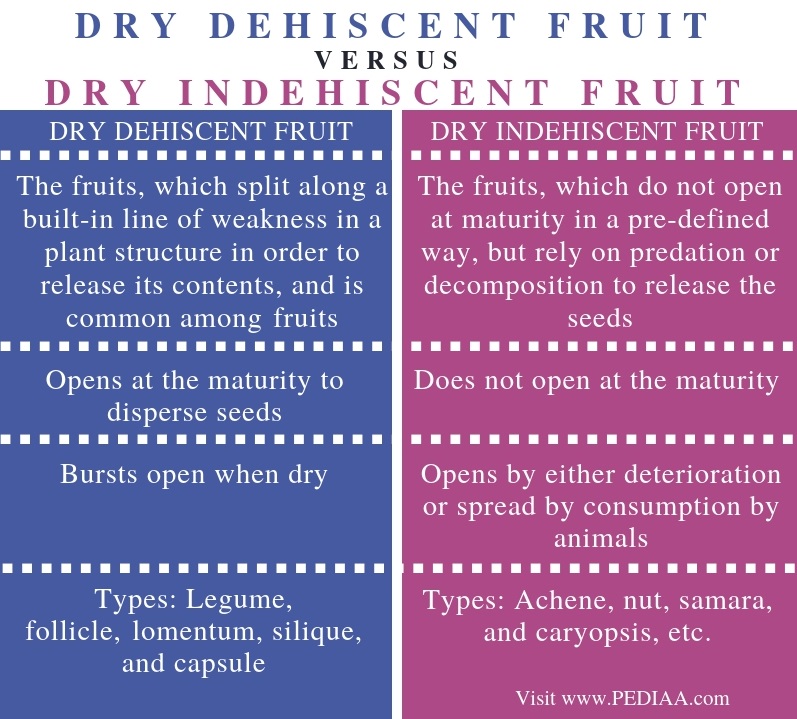 follicle fruit examples