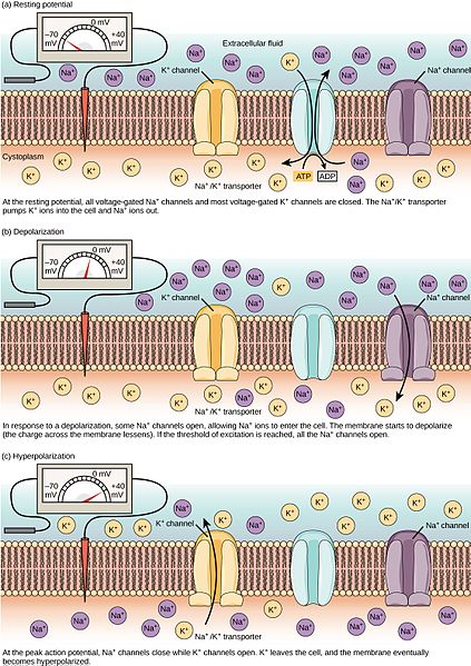 difference-between-excitatory-and-inhibitory-neurotransmitters-pediaa-com