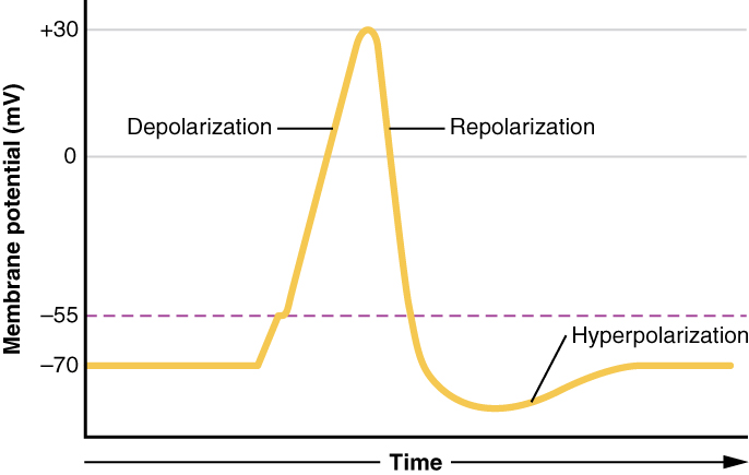 difference-between-excitatory-and-inhibitory-neurotransmitters-pediaa-com