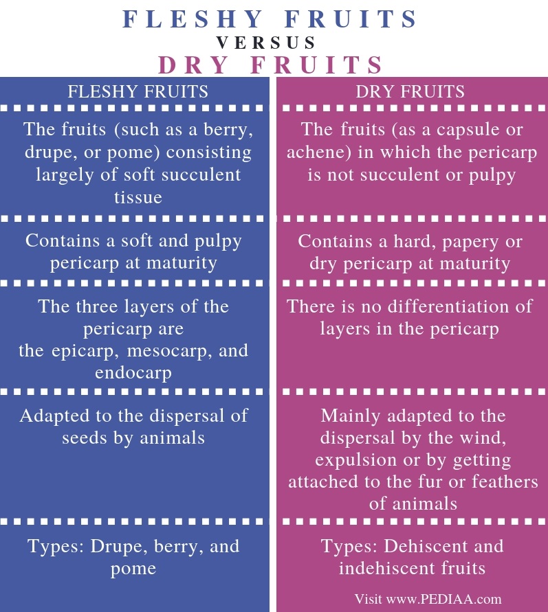 What is the Difference Between Fleshy and Dry Fruits