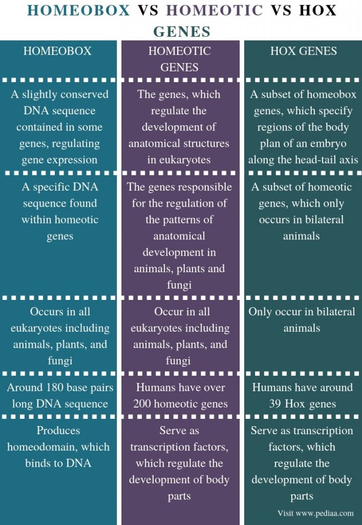 Difference Between Homeobox Homeotic and Hox Genes