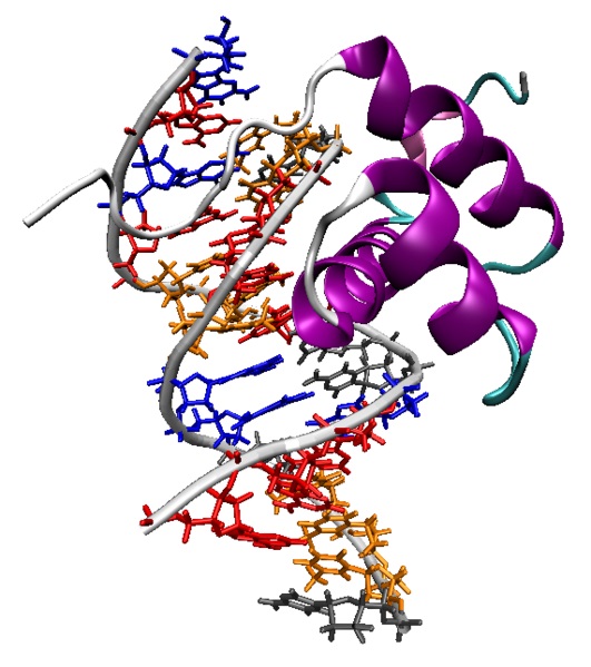 Homeobox vs Homeotic vs Hox Genes