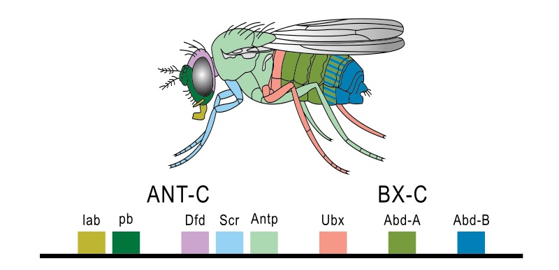Homeobox Homeotic and Hox Genes