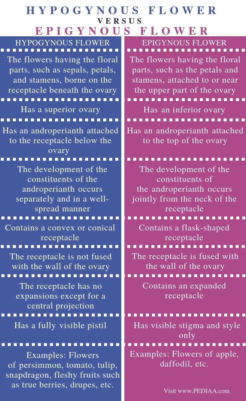 What is the Difference Between Hypogynous and Epigynous Flower