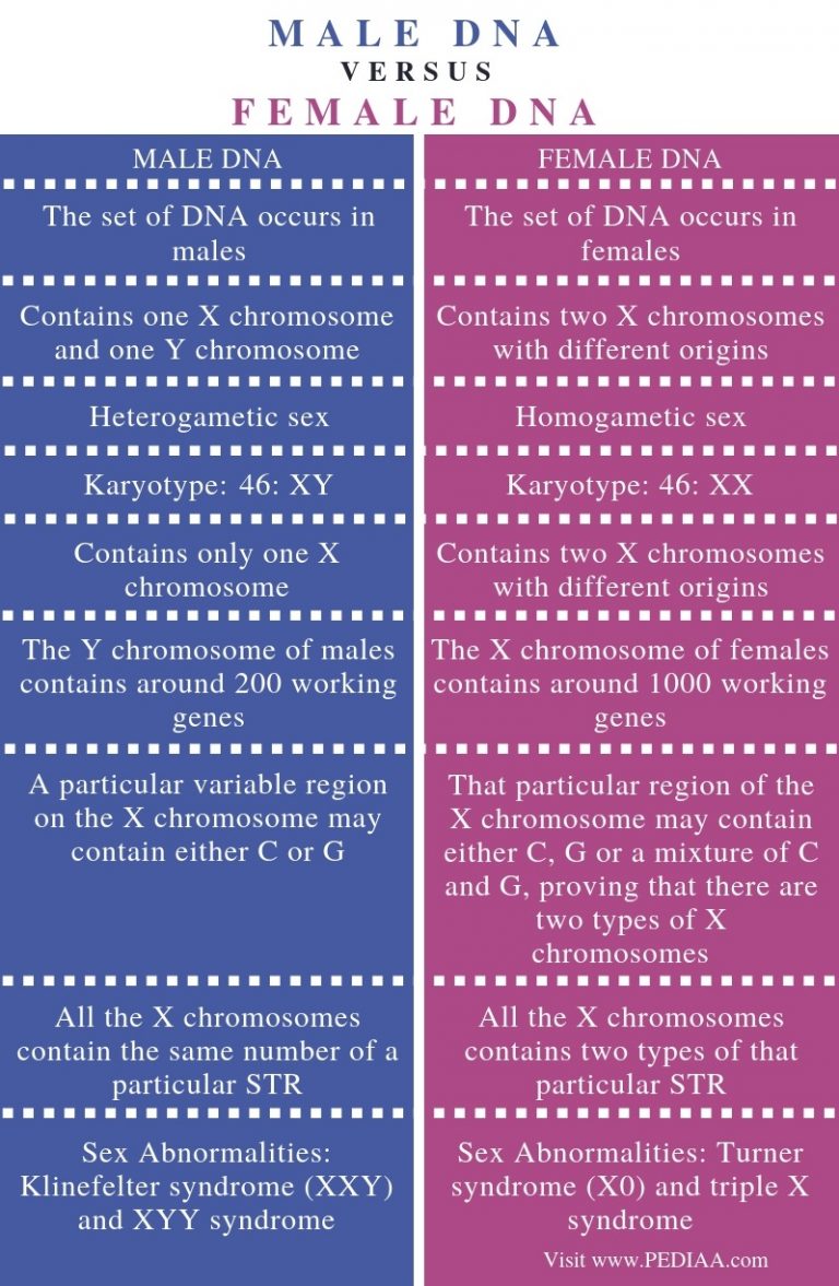 What Is The Difference Between Male And Female Dna Pediaacom 