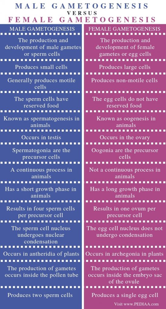 What is the Difference Between Male and Female Gametogenesis - Pediaa.Com