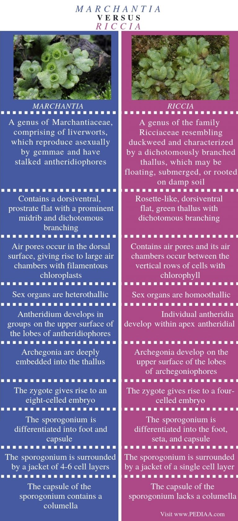 what-is-the-difference-between-marchantia-and-riccia-pediaa-com