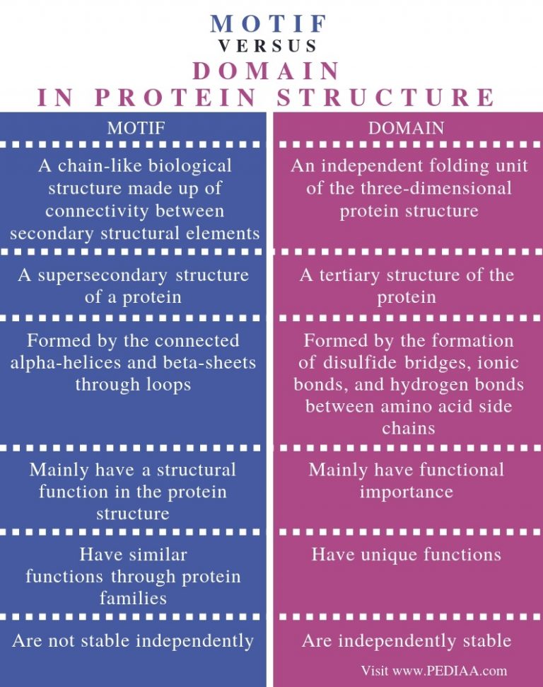 what-is-the-difference-between-motif-and-domain-in-protein-structure-pediaa-com