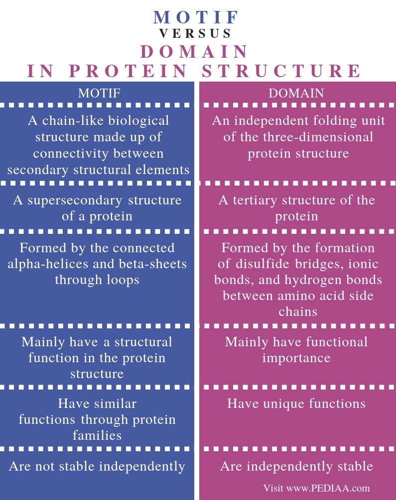 Motif and Domain in Protein Structure 