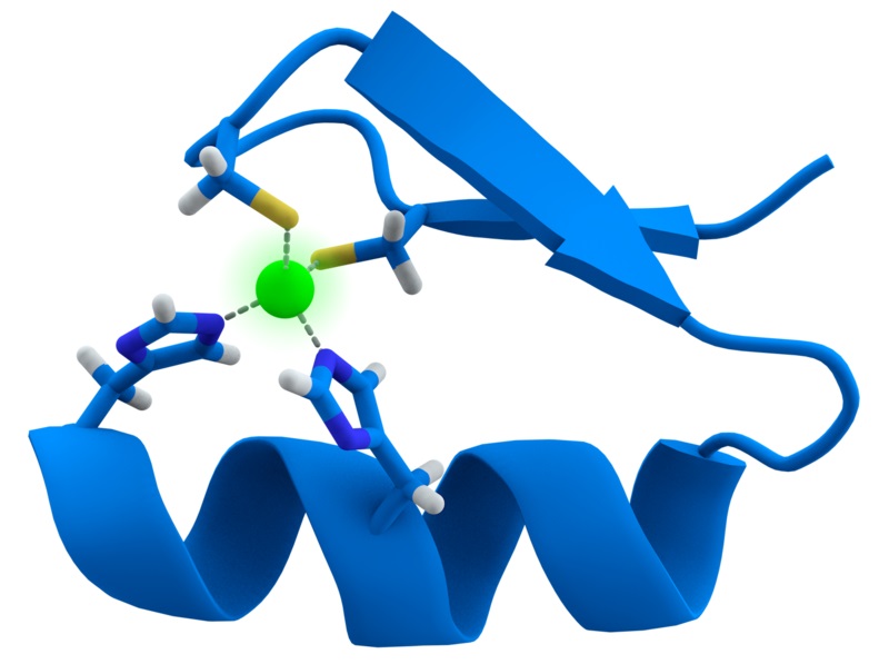 Difference Between Motif and Domain in Protein Structure