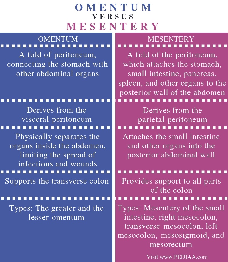What is the Difference Between Omentum and Mesentery
