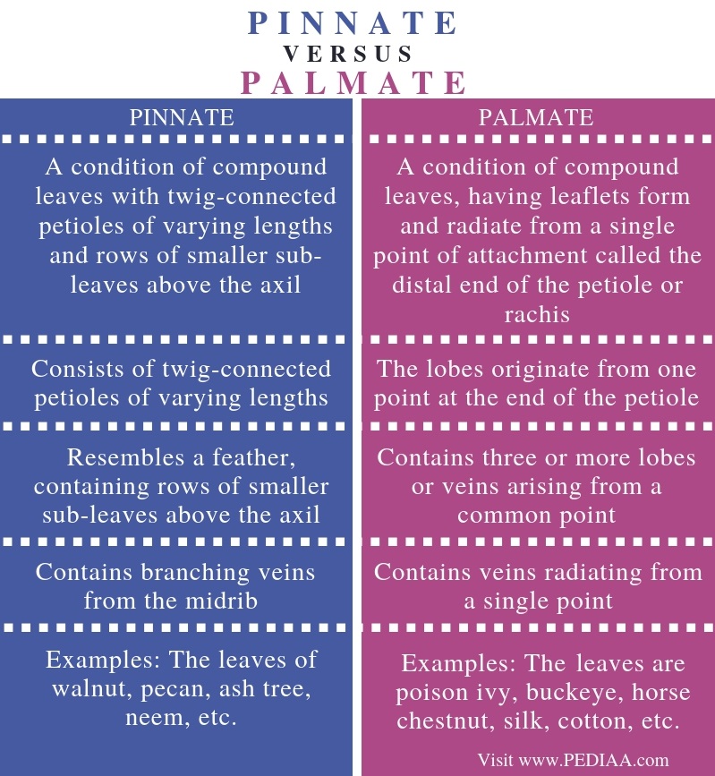 What Is The Difference Between Palmate And Pinnate Leaves