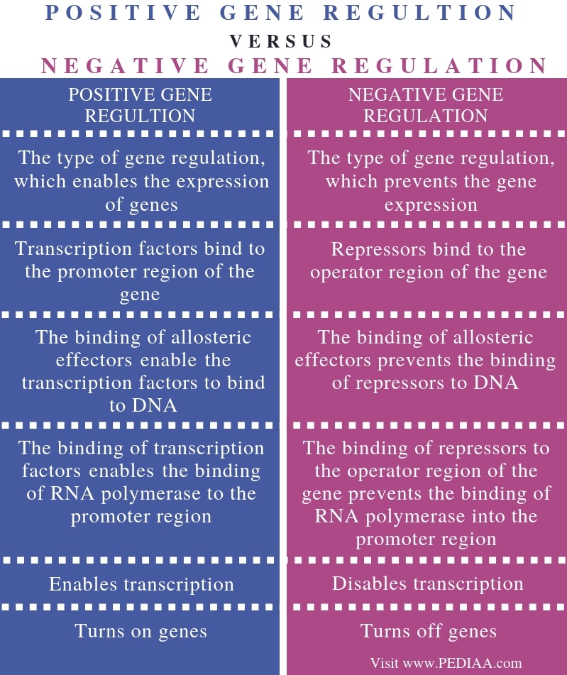 What Is The Difference Between Positive And Negative Gene Regulation Pediaa Com