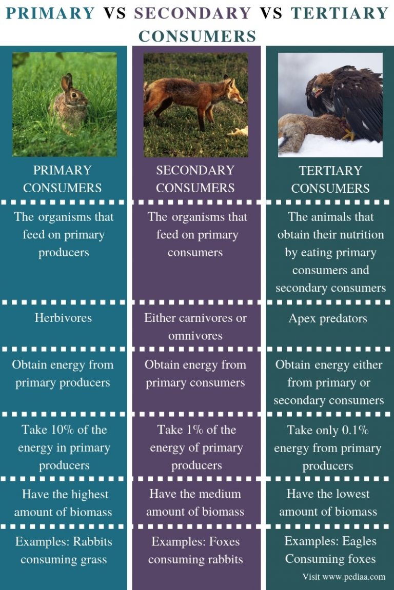 Explain The Difference Between Primary And Secondary Consumer