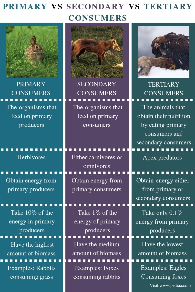 primary-secondary-tertiary-quaternary-quinary-sectors-of-economy