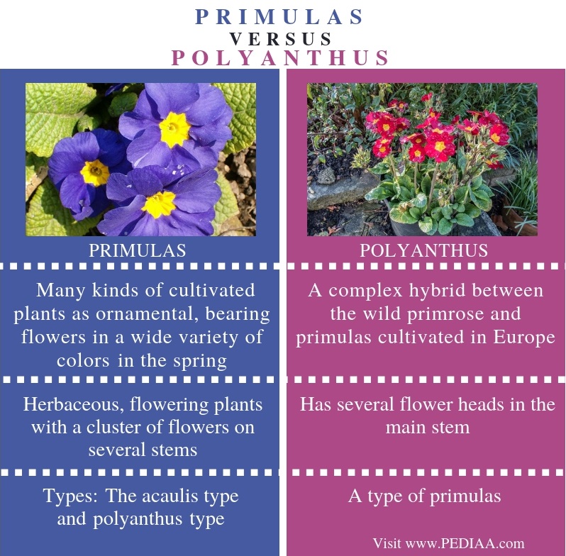 What is the Difference Between Primulas and Polyanthus