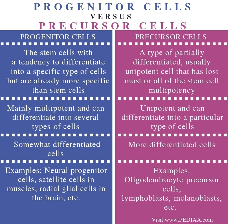 what-is-the-difference-between-progenitor-and-precursor-cells-pediaa-com