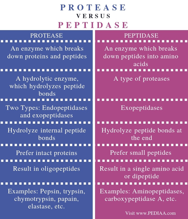 Difference Between Protease and Peptidase - Comparison Summary