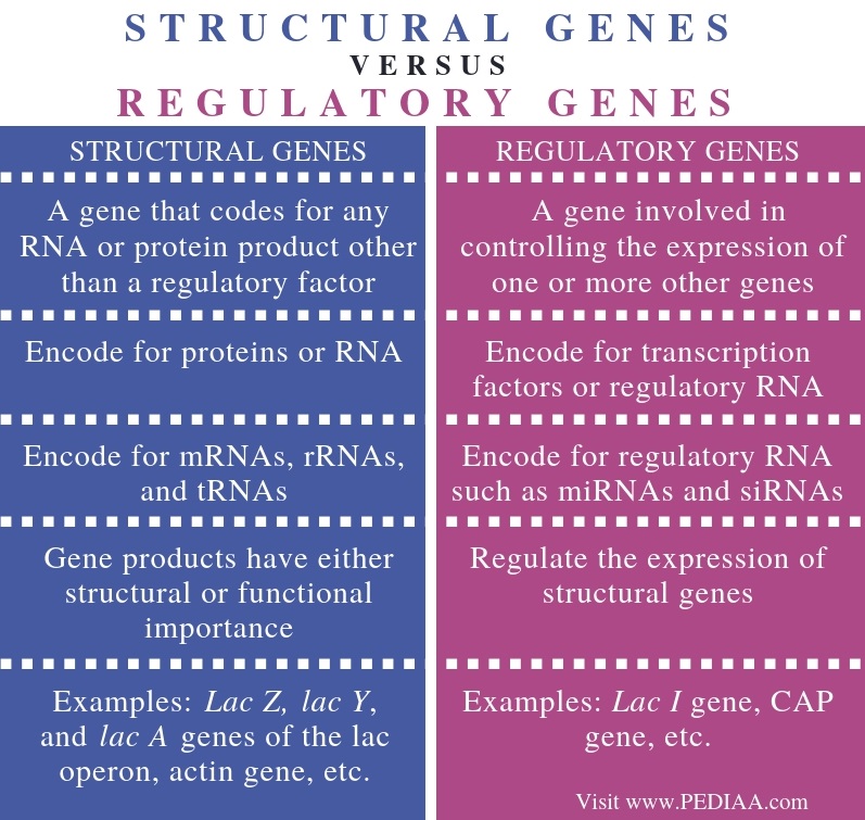 Difference Between Structural And Regulatory Genes - Pediaa.Com