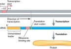 What is the Difference Between Forward and Reverse Primers - Pediaa.Com