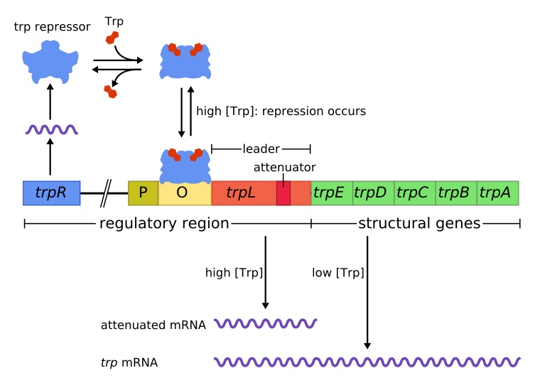 difference-between-structural-and-regulatory-genes-pediaa-com