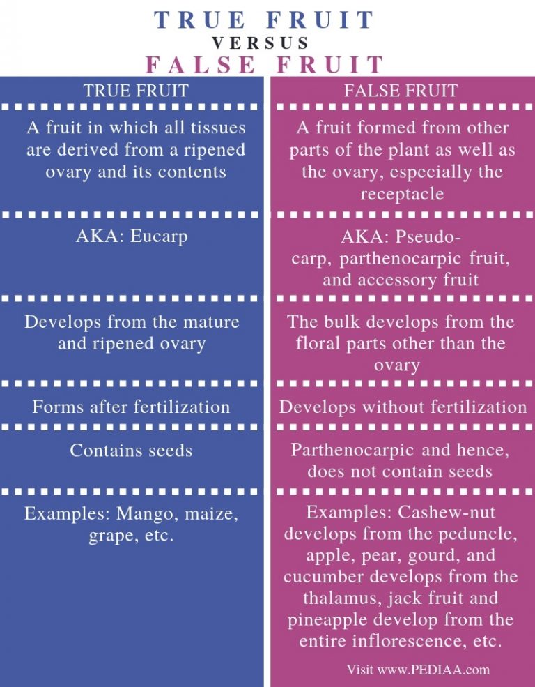 What is the Difference Between True Fruit and False Fruit