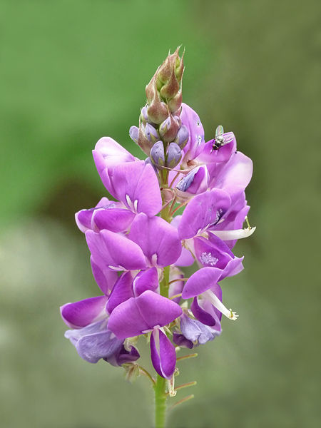 Acropetal vs Basipetal