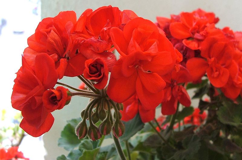 Difference Between Acropetal and Basipetal